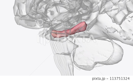 The right parahippocampal gyrus contributes to the formation and maintenance of bound information in working memory 113751324