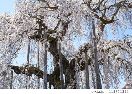 優雅な「ふりそで桜」山形県 113751332