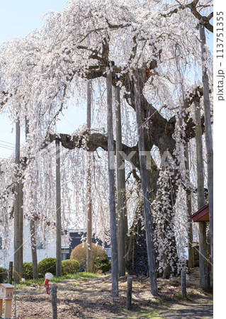 優雅な満開の「ふりそで桜」山形県 113751355