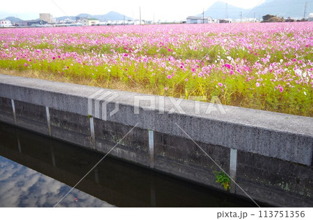 コスモス畑と水路 113751356