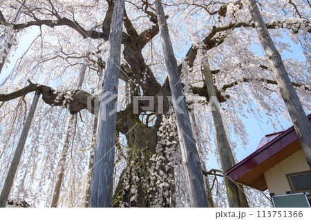優雅な満開の「ふりそで桜」山形県 113751366