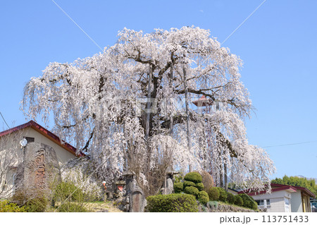 優雅な「権現堂のしだれ桜」　山形県 113751433
