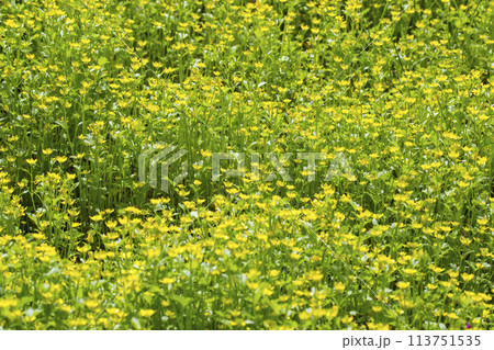 一面に咲いた小さくて黄色い花 トゲミノキツネノボタン 113751535