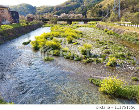 名もなき川の菜の花と桜 113751556