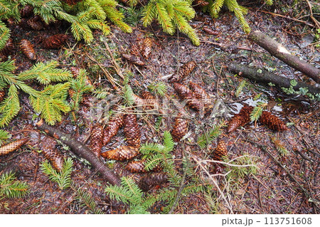 Needles and cones. Picea abies, Norway or European spruce, is a species native to Europe. Norway spruce is a large, fast-growing evergreen coniferous tree. Coniferous taiga forest in Karelia. Taiga 113751608