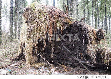 Picea abies, Norway spruce or European spruce. Fir is large, fast-growing evergreen coniferous tree. Fallen spruce with roots. Hurricanes cause maximum damage to old fir trees. Dying spruce forest 113751616