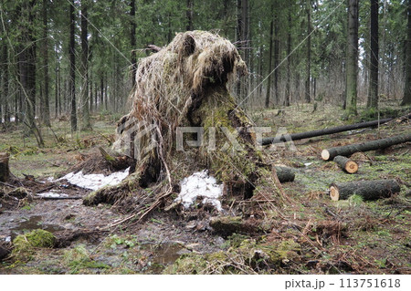 Picea abies, Norway spruce or European spruce. Fir is large, fast-growing evergreen coniferous tree. Fallen spruce with roots. Hurricanes cause maximum damage to old fir trees. Dying spruce forest 113751618