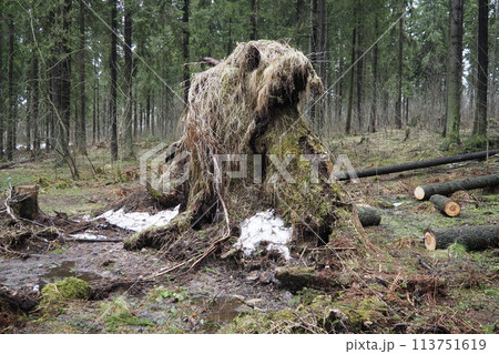 Picea abies, Norway spruce or European spruce. Fir is large, fast-growing evergreen coniferous tree. Fallen spruce with roots. Hurricanes cause maximum damage to old fir trees. Dying spruce forest Picea abies, Norway spruce or European spruce. Fir is large, fast-growing evergreen coniferous tree. Fallen spruce with roots. Hurricanes cause maximum damage to old fir trees. Dying spruce forest 113751619