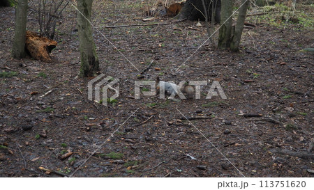 Squirrels are members of the family Sciuridae rodents. The squirrel is a forest tree-climbing animal. A squirrel in a spring spruce forest is looking for food. Domestication and feeding of animals 113751620