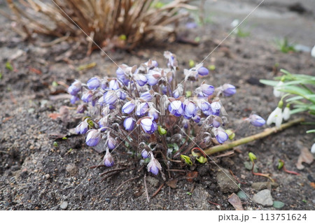 Hepatica, liverleaf or liverwort is a genus of herbaceous perennials in the buttercup family. Bisexual flowers with pink, purple, blue, or white sepals and three green bracts, hairy stems. Springtime Hepatica, liverleaf or liverwort is a genus of herbaceous perennials in the buttercup family. Bisexual flowers with pink, purple, blue, or white sepals and three green bracts, hairy stems. Springtime 113751624