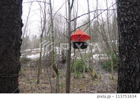 Hanging homemade feeder or platform for feeding birds and squirrels in winter and spring during hungry times. Feeders for birds and squirrels in a forest or city park. Hanging homemade feeder or platform for feeding birds and squirrels in winter and spring during hungry times. Feeders for birds and squirrels in a forest or city park. 113751634