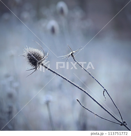 Frozen Onopordum acanthium .Frost on branches. Beautiful winter seasonal natural background. Frozen Onopordum acanthium .Frost on branches. Beautiful winter seasonal natural background. 113751772