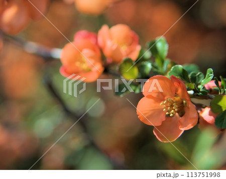 4月に咲いたオレンジ色の草木瓜(クサボケ) 4月に咲いたオレンジ色の草木瓜(クサボケ) 113751998