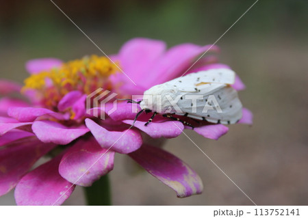 Salt Marsh Moth on Pink Zinnia Flower. Estigmene acrea Rural East Texas Salt Marsh Moth on Pink Zinnia Flower. Estigmene acrea Rural East Texas 113752141
