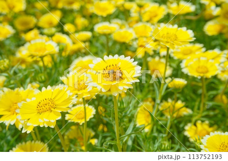 黄色い花と蜂 113752193