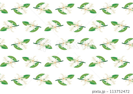 Abstract of chempaka flower with leaf on white background. 113752472