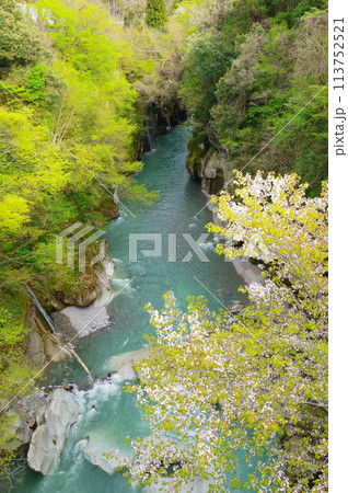 石川県白山市にある手取峡谷の、不老橋から見る春の不老峡の風景 113752521