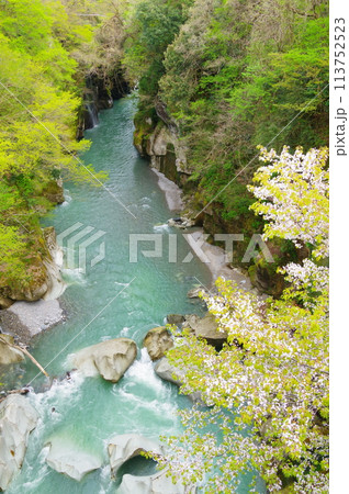 石川県白山市にある手取峡谷の、不老橋から見る春の不老峡の風景 113752523