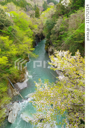 石川県白山市にある手取峡谷の、不老橋から見る春の不老峡の風景 113752524