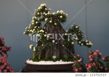 福山城での菊花展の花の輝き 113752537