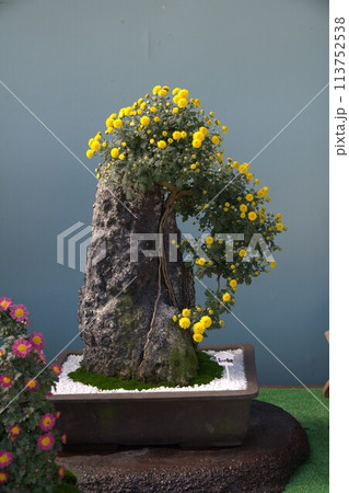 福山城での菊花展の花の輝き 福山城での菊花展の花の輝き 113752538