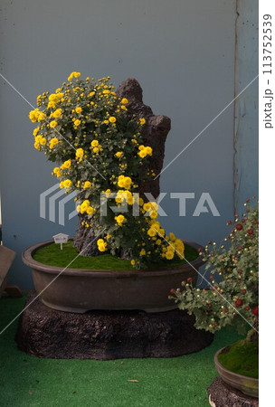 福山城での菊花展の花の輝き 113752539