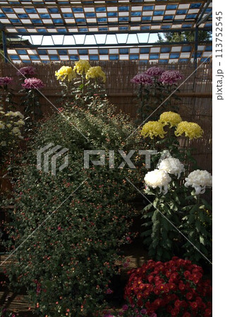 福山城での菊花展の花の輝き 113752545
