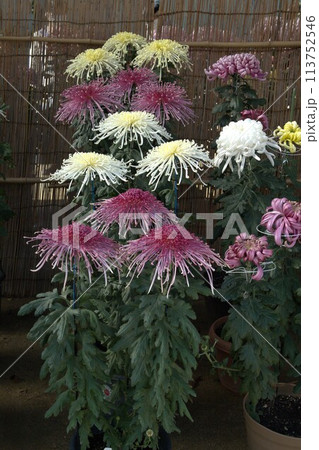 福山城での菊花展の花の輝き 113752546