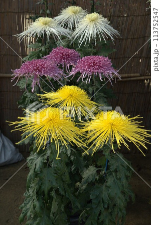 福山城での菊花展の花の輝き 113752547
