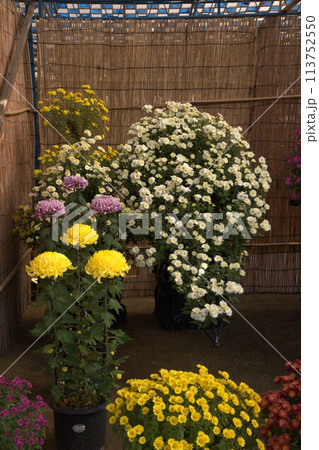 福山城での菊花展の花の輝き 113752550