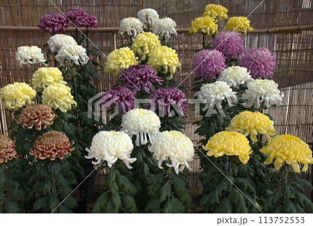 福山城での菊花展の花の輝き 113752553