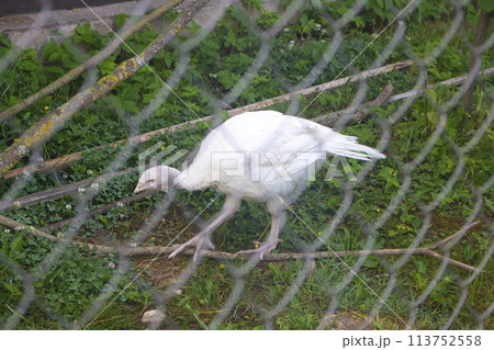 White farm bird of a turkey walking behind a fence 113752558