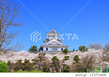 【滋賀県】快晴の長浜城天守閣と満開の桜(豊公園) 【滋賀県】快晴の長浜城天守閣と満開の桜(豊公園) 113753006