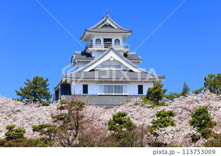 【滋賀県】快晴の長浜城天守閣と満開の桜（豊公園） 113753009