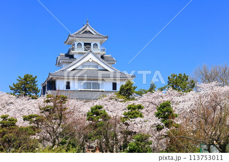 【滋賀県】快晴の長浜城天守閣と満開の桜（豊公園） 113753011