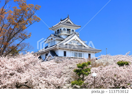 【滋賀県】快晴の長浜城天守閣と満開の桜（豊公園） 113753012