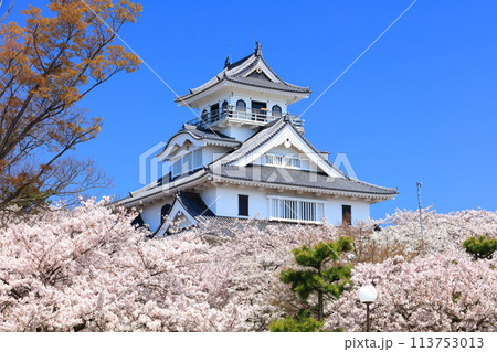【滋賀県】快晴の長浜城天守閣と満開の桜（豊公園） 113753013