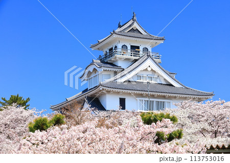 【滋賀県】快晴の長浜城天守閣と満開の桜（豊公園） 113753016