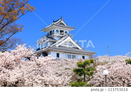 【滋賀県】快晴の長浜城天守閣と満開の桜（豊公園） 113753018