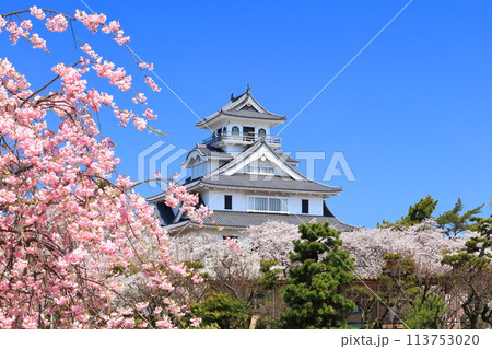 【滋賀県】快晴の長浜城天守閣と満開の桜（豊公園） 113753020