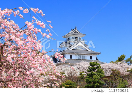 【滋賀県】快晴の長浜城天守閣と満開の桜（豊公園） 113753021