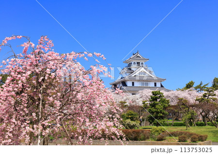 【滋賀県】快晴の長浜城天守閣と満開の桜（豊公園） 113753025