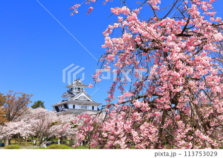 【滋賀県】快晴の長浜城天守閣と満開の桜（豊公園） 113753029