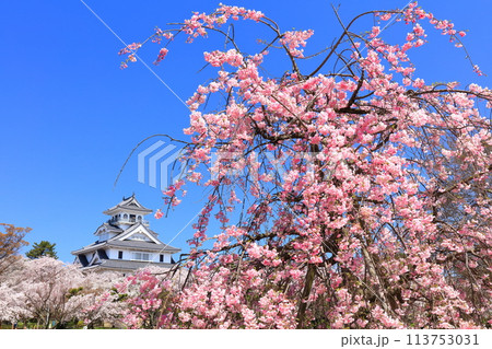 【滋賀県】快晴の長浜城天守閣と満開の桜（豊公園） 113753031