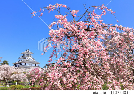 【滋賀県】快晴の長浜城天守閣と満開の桜（豊公園） 113753032