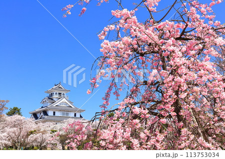 【滋賀県】快晴の長浜城天守閣と満開の桜（豊公園） 113753034
