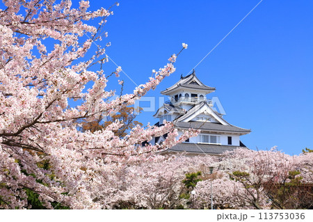 【滋賀県】快晴の長浜城天守閣と満開の桜（豊公園） 113753036