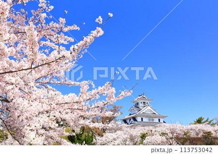【滋賀県】快晴の長浜城天守閣と満開の桜（豊公園） 113753042