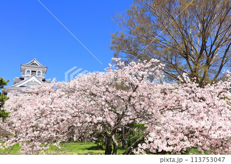 【滋賀県】快晴の長浜城天守閣と満開の桜(豊公園) 【滋賀県】快晴の長浜城天守閣と満開の桜(豊公園) 113753047