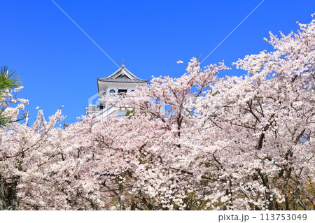 【滋賀県】快晴の長浜城天守閣と満開の桜（豊公園） 113753049